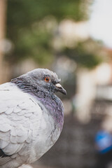 Paloma en detalle macro ojo mirada colores plumaje 