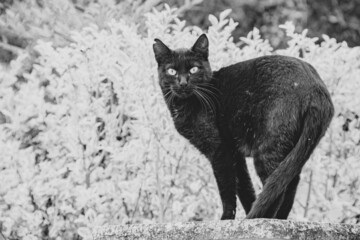 Gato negro mirando a cámara naturaleza animal blanco y negro 