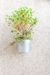 Maceta en recipiente de metal hojas verdes y fondo de piedra