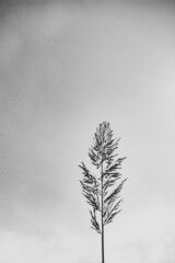 Hojas y cielo macro minimalista blanco y negro