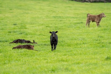 speckle park, Murray grey, Angus cows and calf grazing on lush pasture. while they enjoy the sun...