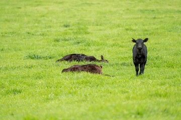 speckle park, Murray grey, Angus cows and calf grazing on lush pasture. while they enjoy the sun...