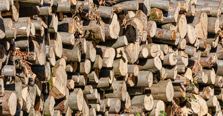 A pile of felled wood in the forest prepared before loading. Green energy. Wooden background. Ecological fuel for combustion in stoves. Co2 absorption.