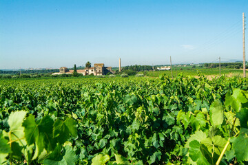 Bodega Oriol Rossell, integrada en la D.O. Penedés, provincia de Barcelona, Catalunya.