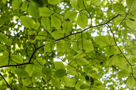 Beech leaves and branches against the sky in a natural forest. Vertical header banner copy space blog background pattern.