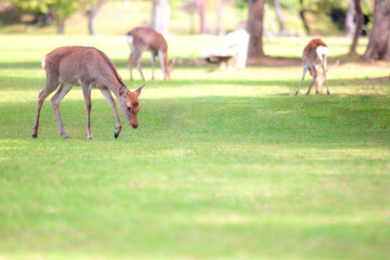 奈良公園の鹿