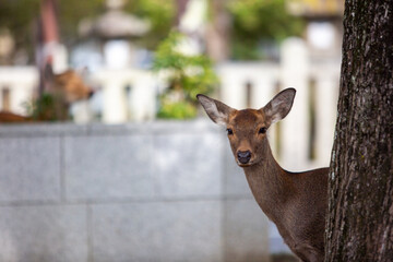 奈良の鹿