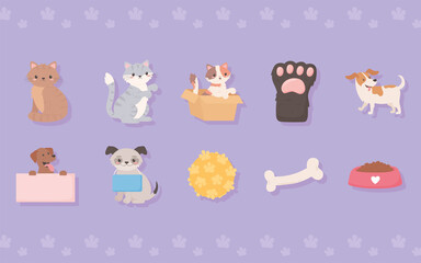 adoption pets and toys