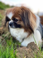 Kleiner Hund auf der Suche nach Mäusen im Feld und auf der Wiese.
Tibet Spaniel, Shih Tzu, Pekingese, Landleben, Haustier