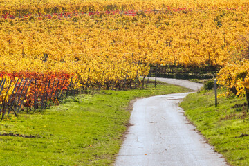 Naklejka premium Path through a colorful vineyard on a sunny fall day in Germany.