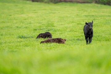 speckle park, Murray grey, Angus cows and calf grazing on lush pasture. while they enjoy the sun...