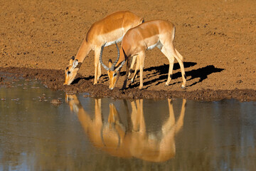 Impala antelopes (Aepyceros melampus) drinking at a waterhole, Mokala National Park, South Africa.
