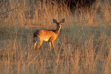 Female steenbok antelope (Raphicerus campestris) in natural habitat, South Africa.