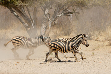 Alert plains zebras (Equus burchelli) running on dusty plains, South Africa.