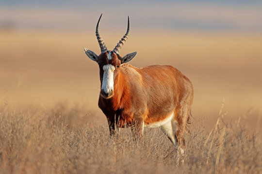 A blesbok antelope (Damaliscus pygargus) standing in grassland, Mountain Zebra National Park, South Africa.