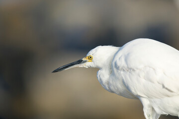 snowy egret