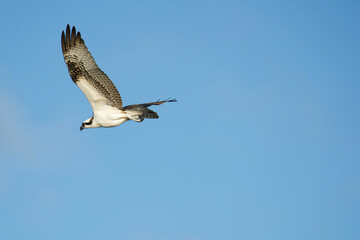 Fototapeta premium osprey in flight hunting for fish