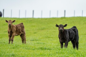speckle park, Murray grey, Angus cows and calf grazing on lush pasture. while they enjoy the sun...