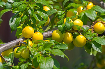 green plums on a tree