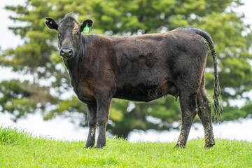 speckle park, Murray grey, Angus cows and calf grazing on lush pasture. while they enjoy the sun...