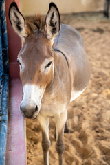 Naklejka na ściany i meble Donkey (mule) stands next to fence in a zoo close up (portrait view)