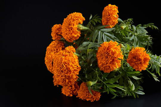 Flor de cempas&uacute;chil se utiliza como decoraci&oacute;n y ofrenda de d&iacute;a de muertos.