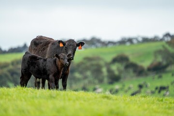 speckle park, Murray grey, Angus cows and calf grazing on lush pasture. while they enjoy the sun...