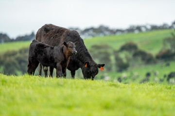 speckle park, Murray grey, Angus cows and calf grazing on lush pasture. while they enjoy the sun with the over cattle in the herd. © William