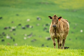 speckle park, Murray grey, Angus cows and calf grazing on lush pasture. while they enjoy the sun...