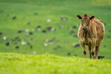 speckle park, Murray grey, Angus cows and calf grazing on lush pasture. while they enjoy the sun...