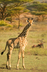 Girafe Girafon Masaï, giraffa tippelskirchi Afrique Kenya