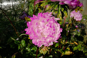 Pink-white autumn colors of aster. 