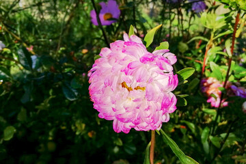 Fototapeta premium Pink-white autumn colors of aster. 