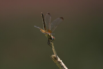 close up of a spider