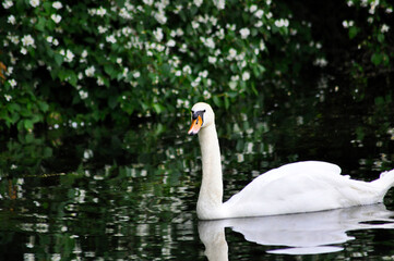 mute swan cygnus olor