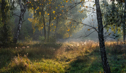 Fototapeta premium Sunny morning in the forest. The sun's rays make their way through the branches of the trees. Beautiful nature. Nice walk.