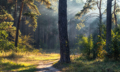 Sunny morning in the forest. The sun's rays make their way through the branches of the trees. Beautiful nature. Nice walk.