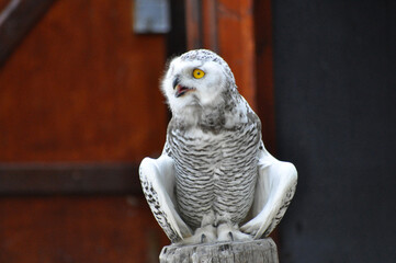 snowy owl portrait
