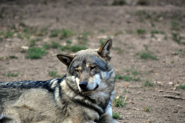 gray wolf canis lupus