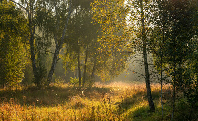 Sunny morning in the forest. The sun's rays make their way through the branches of the trees. Beautiful nature. Nice walk.