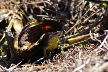 Small Lizard