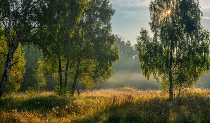 Sunny morning in the forest. The sun's rays make their way through the branches of the trees. Beautiful nature. Nice walk.