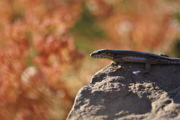 Lizard on a stone