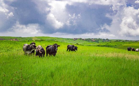 Cows eating grass in the fields for biltong chief biltong