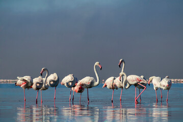 African Flamingos in Crystal-Clear Waters – Award-Winning Bird Photography, Premium Stock Image for Luxury Travel & Conservation Projects