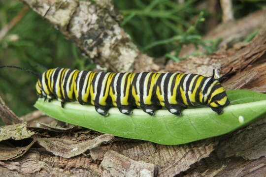 Beautiful monarch caterpillar on a green leaf in Florida wild