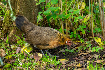 chicken in the grass