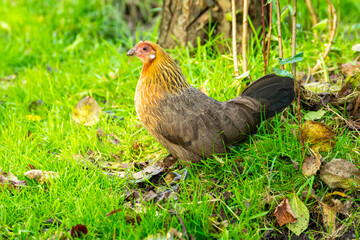 chicken in grass