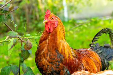 rooster in the farm