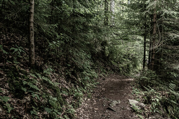 Fototapeta premium Dark moody forest